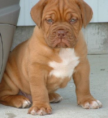 French mastiff 1